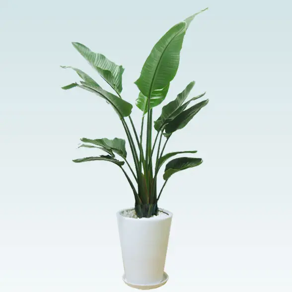 ストレリチア・オーガスタ(陶器鉢植込み、ラウンドタイプ白色)1