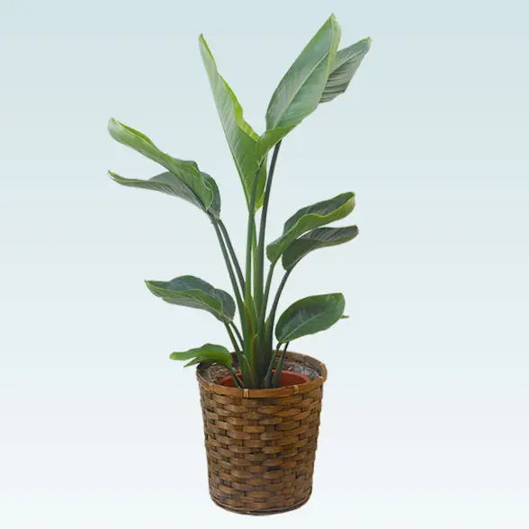 ストレリチア・オーガスタ(籐かご付、ダークブラウン色)　Ｍサイズ1