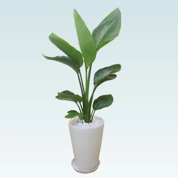 ストレリチア・オーガスタ(陶器鉢植込み、ラウンドタイプ白色)　1