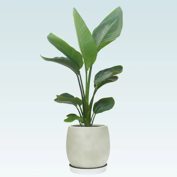 ストレリチア・オーガスタ(グラスファイバー製鉢植込み、バルーン型)