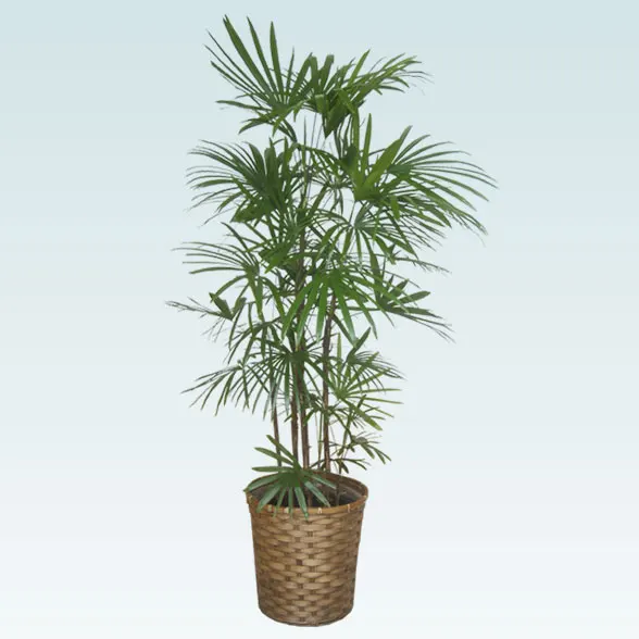 シュロチク(籐かご付、ダークブラウン色)　Lサイズ１