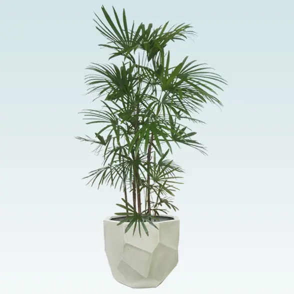 シュロチク(多面体型、グラスファイバー製鉢カバー付)　Lサイズ 1