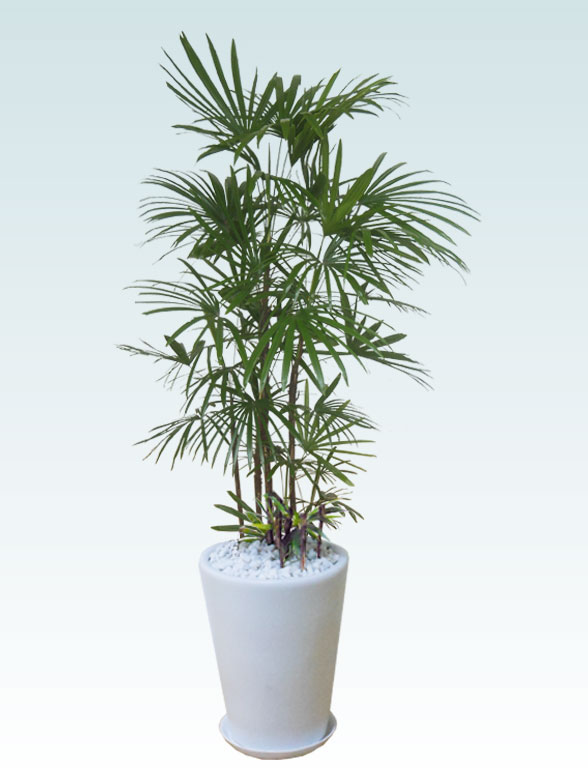 シュロチク(陶器鉢植込み、ラウンドタイプ白色)　　Lサイズ１