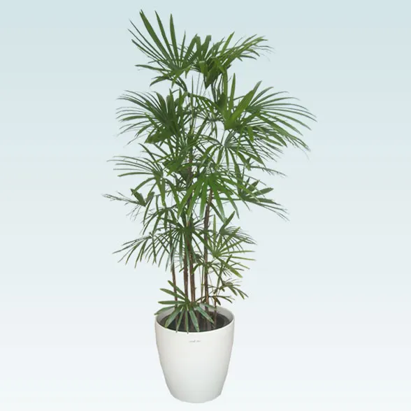 シュロチク(ラスターポット付)　Lサイズ１