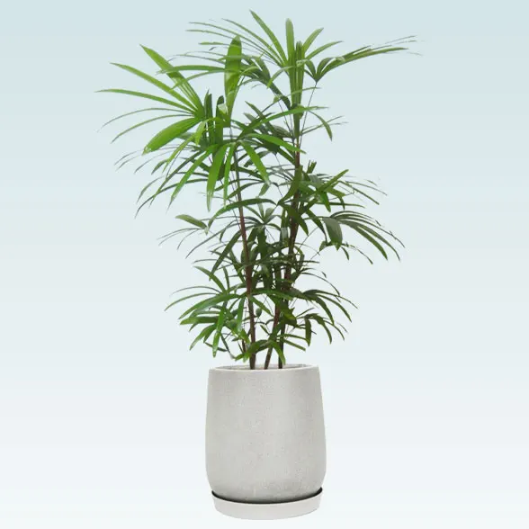 シュロチク(グラスファイバー製鉢植込み、チューリップ型)1