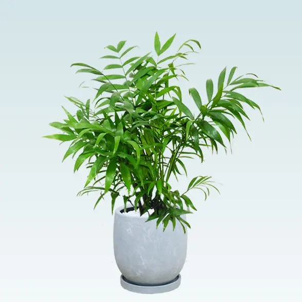 テーブルヤシ(陶器鉢　ボウル型　パステルブルー)　スタイリッシュ