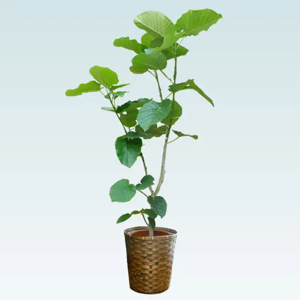 ウンベラータ(籐かご付、ダークブラウン色)　Lサイズ1