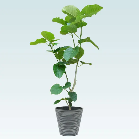 ウンベラータ(エコフレンドリーポット付)　Lサイズ　1