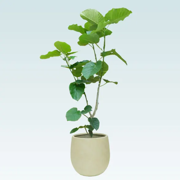 ウンベラータ(バルーン型、グラスファイバー製鉢カバー付)　Lサイズ1