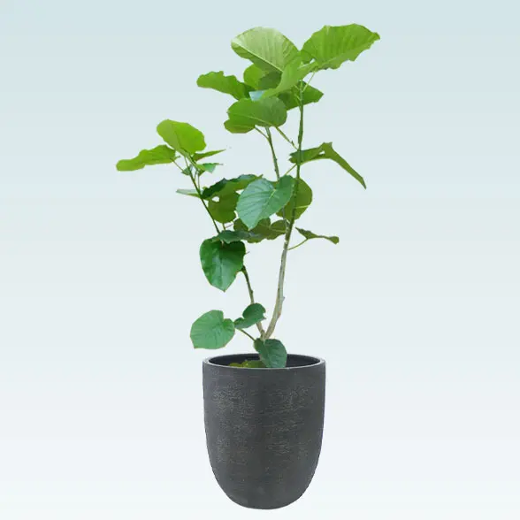 ウンベラータ(エッグポット型、グラスファイバー製鉢カバー付)　Lサイズ　ブラック