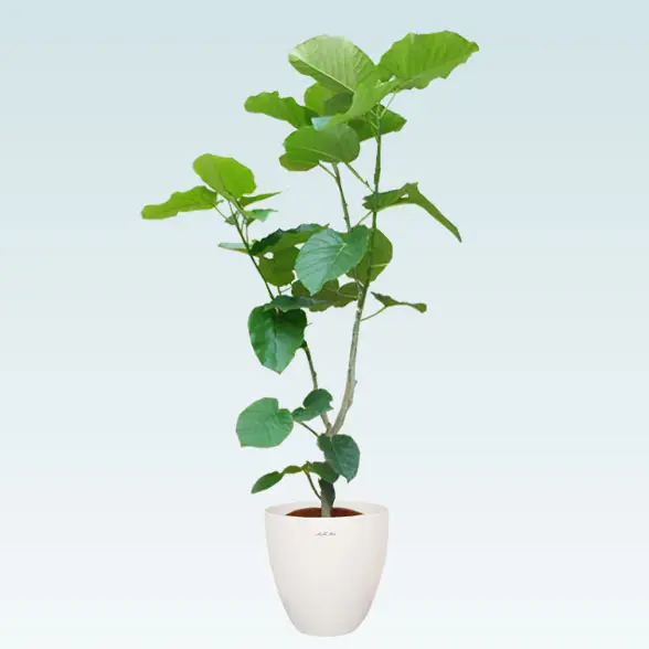 ウンベラータ(ラスターポット付)　Lサイズ1