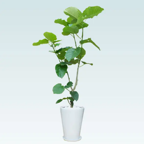 ウンベラータ(陶器鉢、ラウンドタイプ白色)　Lサイズ1