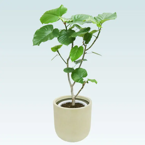 ウンベラータ(Uポット型、グラスファイバー製鉢カバー付)　Mサイズ1