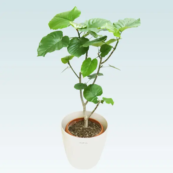 ウンベラータ(ラスターポット付)　Mサイズ1