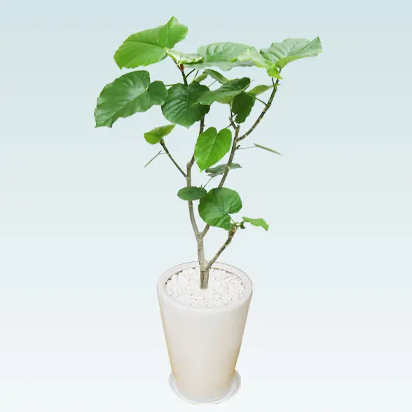 ウンベラータ(陶器鉢植込み、ラウンドタイプ白色)1