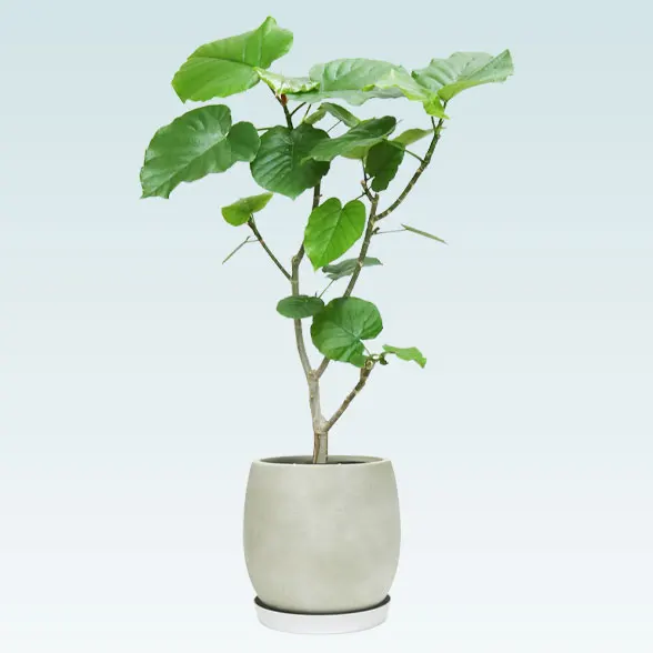 ウンベラータ(グラスファイバー製鉢植込み、バルーン型)１