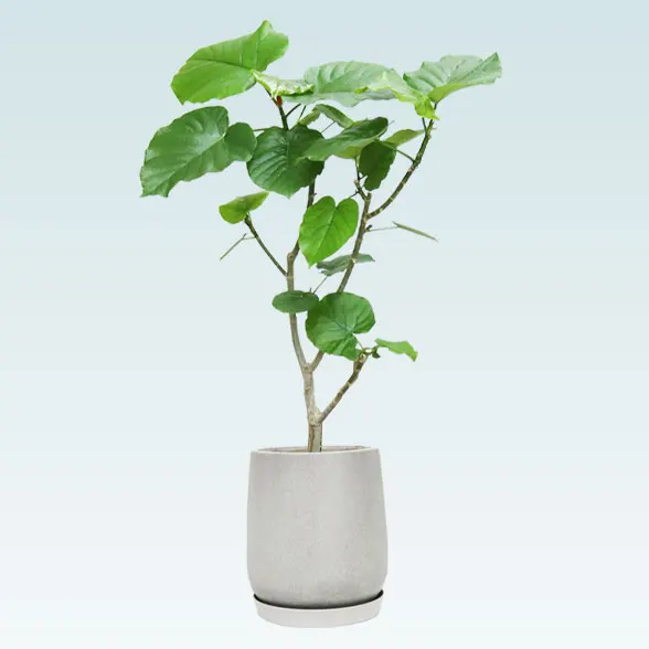 ウンベラータ(グラスファイバー製鉢植込み、チューリップ型)1