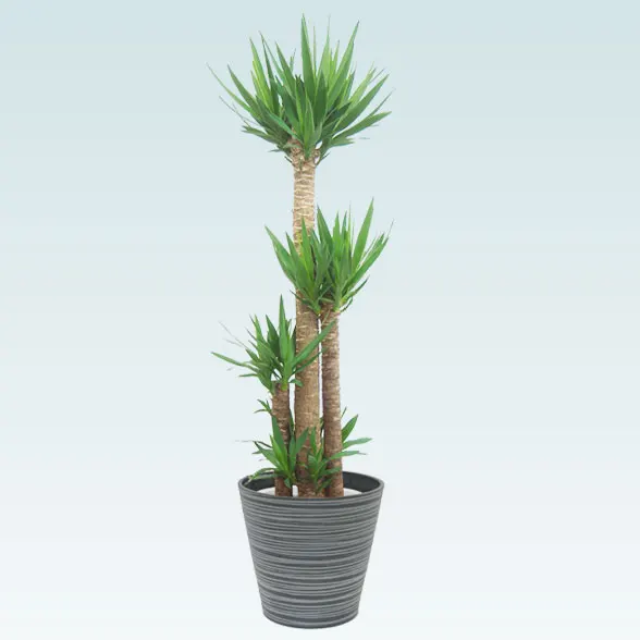 ユッカ(エコフレンドリーポット付)　Lサイズ