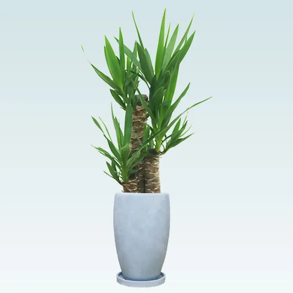 ユッカ(陶器鉢　オーバル型　パステルブルー)　1