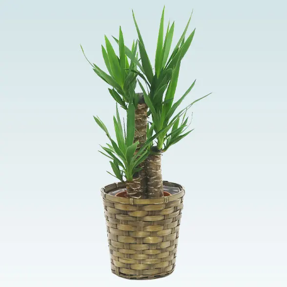 ユッカ(籐かご付、ダークブラウン色)　Ｓサイズ1