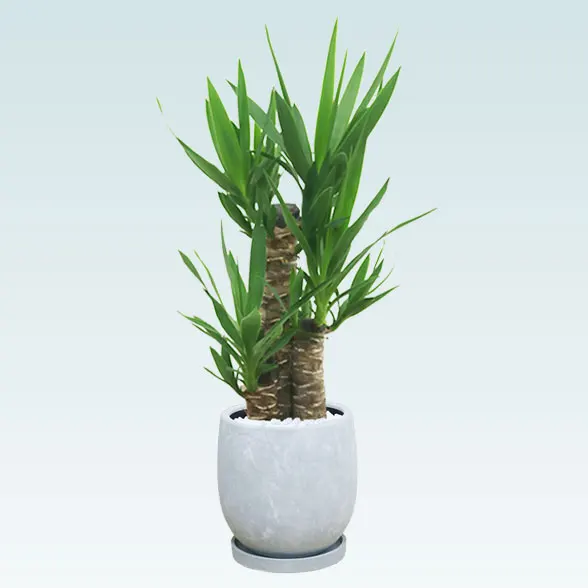 ユッカ(陶器鉢　ボウル型)1