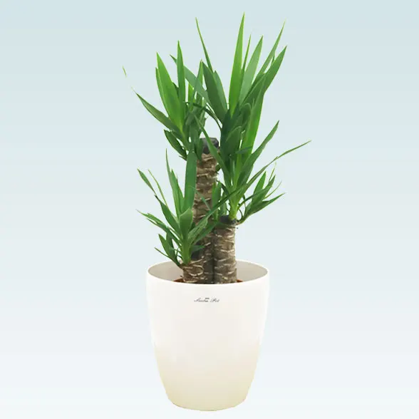 ユッカ(ラスターポット付)　Ｓサイズ1